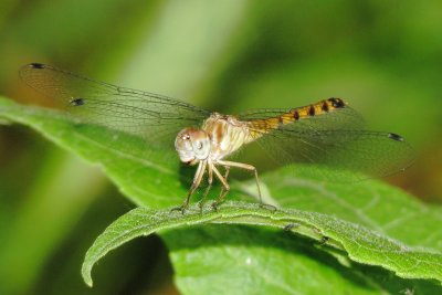Blue-Faced Meadowhawk