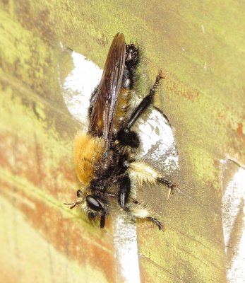 Bee-Mimic Robber Fly Species