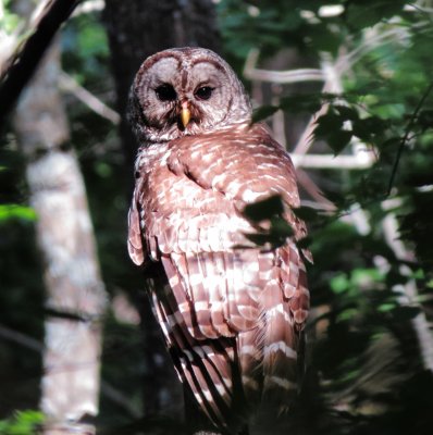 Barred Owl