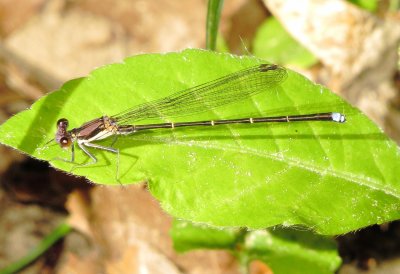 Blue-Tipped Dancer