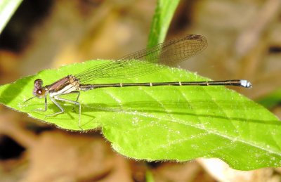 Blue-Tipped Dancer
