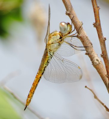 Wandering Glider