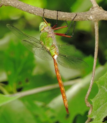 Comet Darner