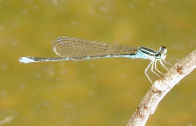 Stream Bluet