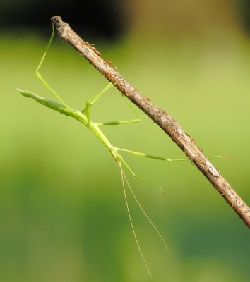 Stick Insect Species