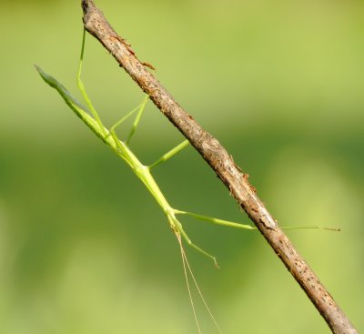 Stick Insect Species