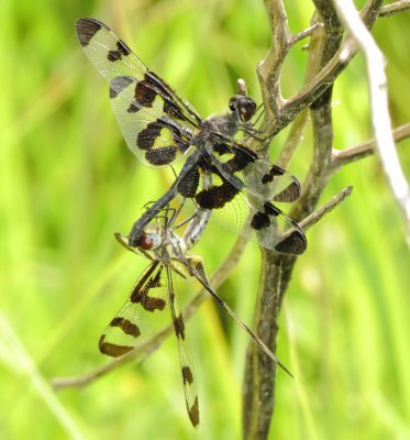 Banded Pennant