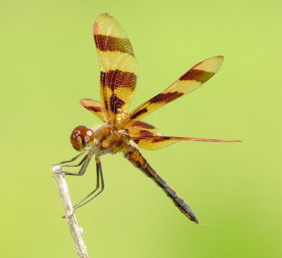 Halloween Pennant