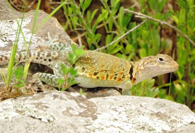 Eastern Collared Lizard