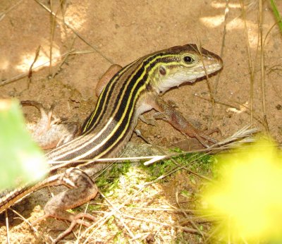 Prairie Racerunner