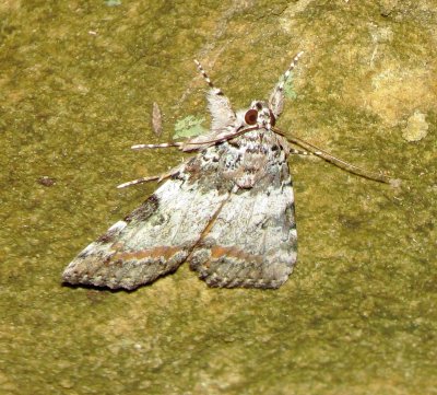 Connubial Underwing
