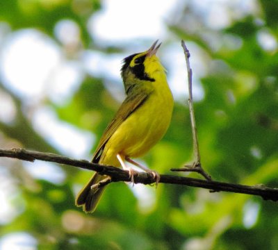 Kentucky Warbler