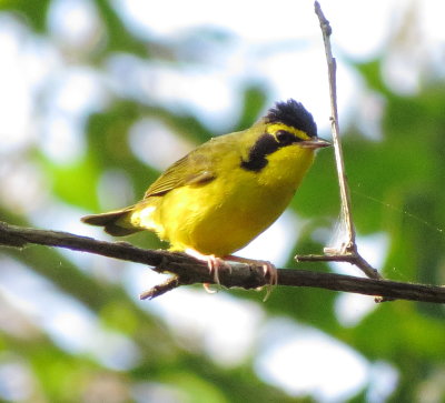Kentucky Warbler