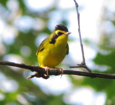 Kentucky Warbler