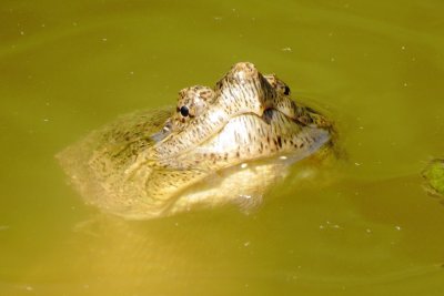 Common Snapping Turtle