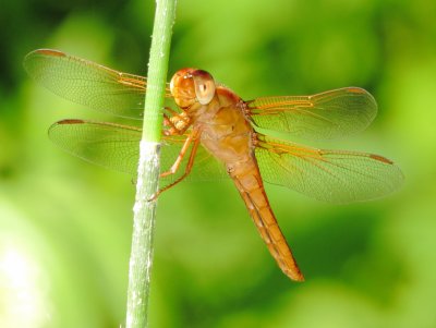Neon Skimmer