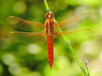 Neon Skimmer