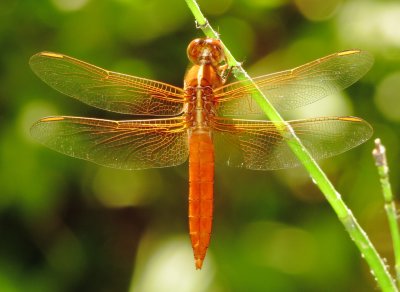 Neon Skimmer