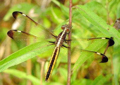 Spangled Skimmer