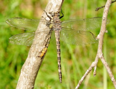 g12/56/1245256/3/172738470.RyaUCnla.jpg