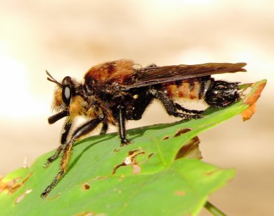 Bee-Mimic Robber Fly Species