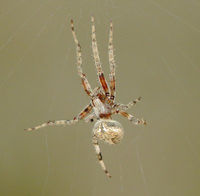Spotted Orbweaver Species