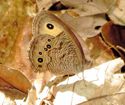 Common Wood-Nymph