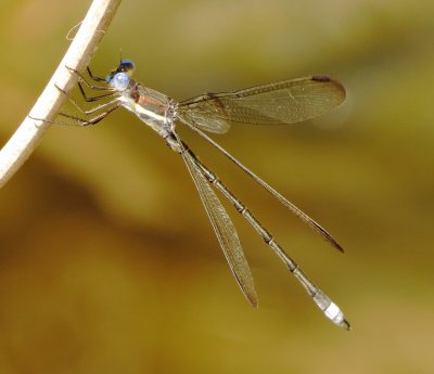 Great Spreadwing