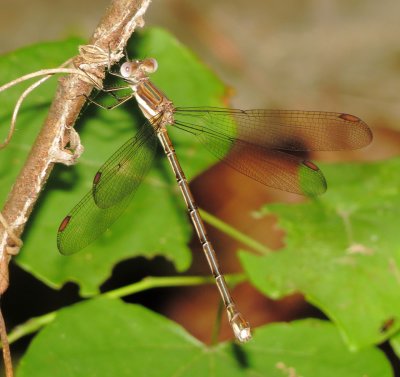 Great Spreadwing
