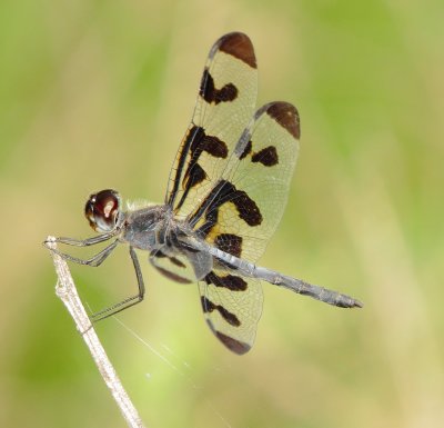 Banded Pennant