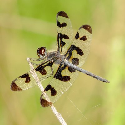 Banded Pennant