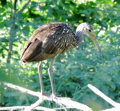 Limpkin