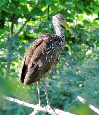 Limpkin