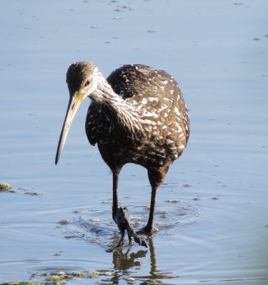 Limpkin