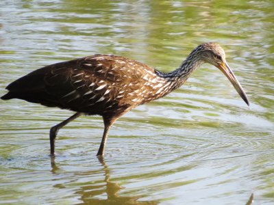 Limpkin