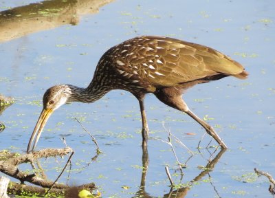 Limpkin