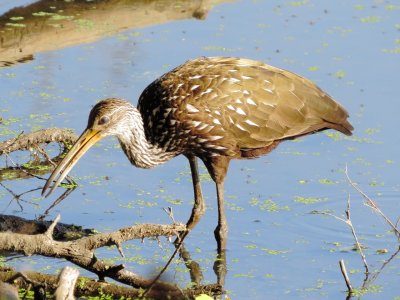 Limpkin