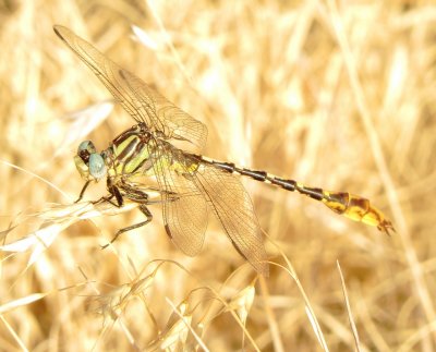 Sulphur-Tipped Clubtail
