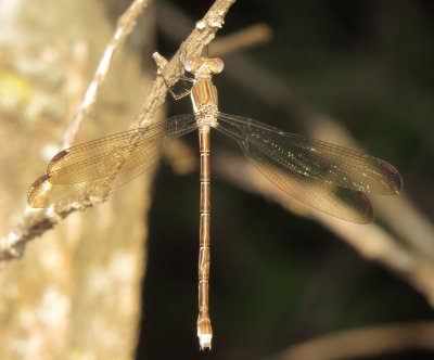 Great Spreadwing