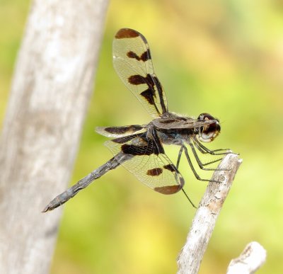 Banded Pennant