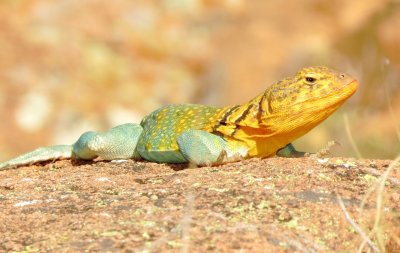 Eastern Collared Lizard