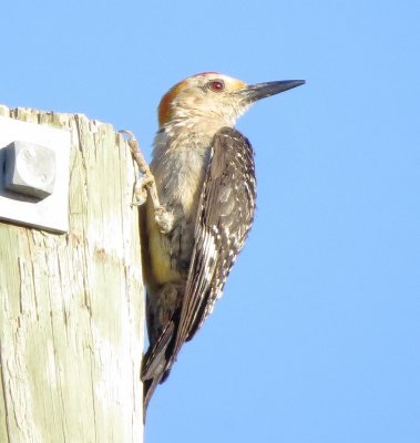 Golden-Fronted Woodpecker