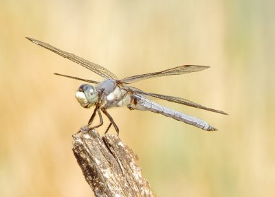 Comanche Skimmer
