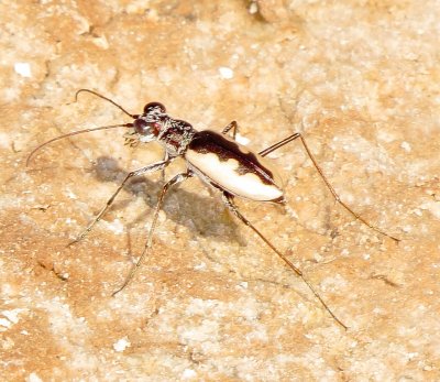 White-Cloaked Tiger Beetle