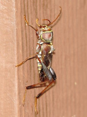 Neoclytus mucronatus