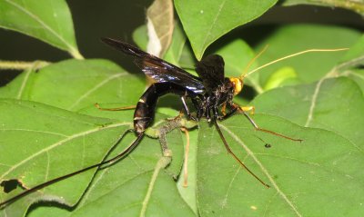 Black Giant Ichneumonid Wasp