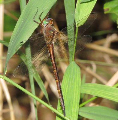 Mocha Emerald