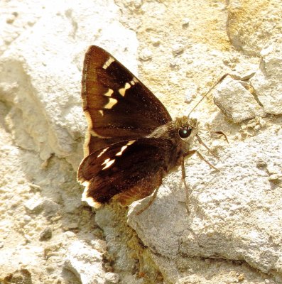 Southern Cloudywing