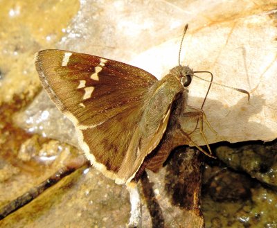 Southern Cloudywing