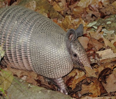 Nine-Banded Armadillo